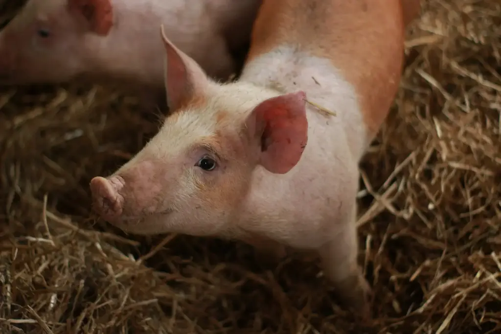 Einstiegspaket Schweinebetrieb (für alle Betriebsgrößen) inkl. PDF Datei