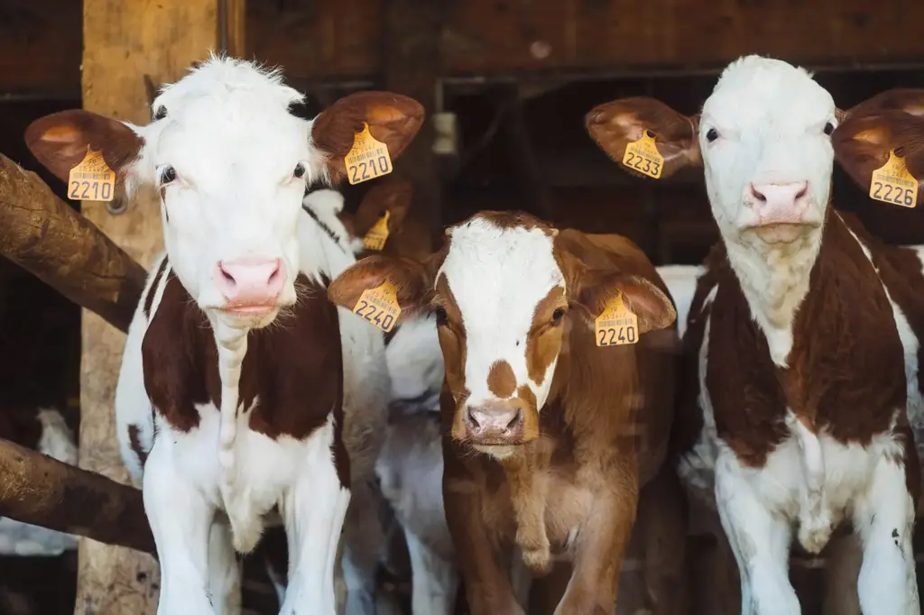 How to run a profitable dairy farm