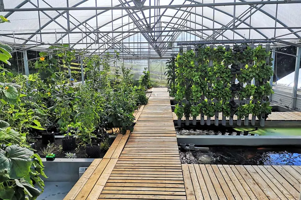 How to run aquaponics profitably