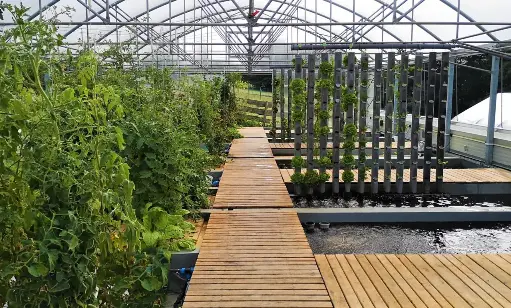 Aquaponikbetrieb (oder als neue Alternative für alle Landwirte)